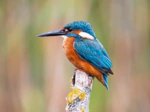 Kingfisher