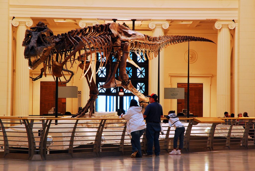 Dinosaurus skelet in het Natural History Museum