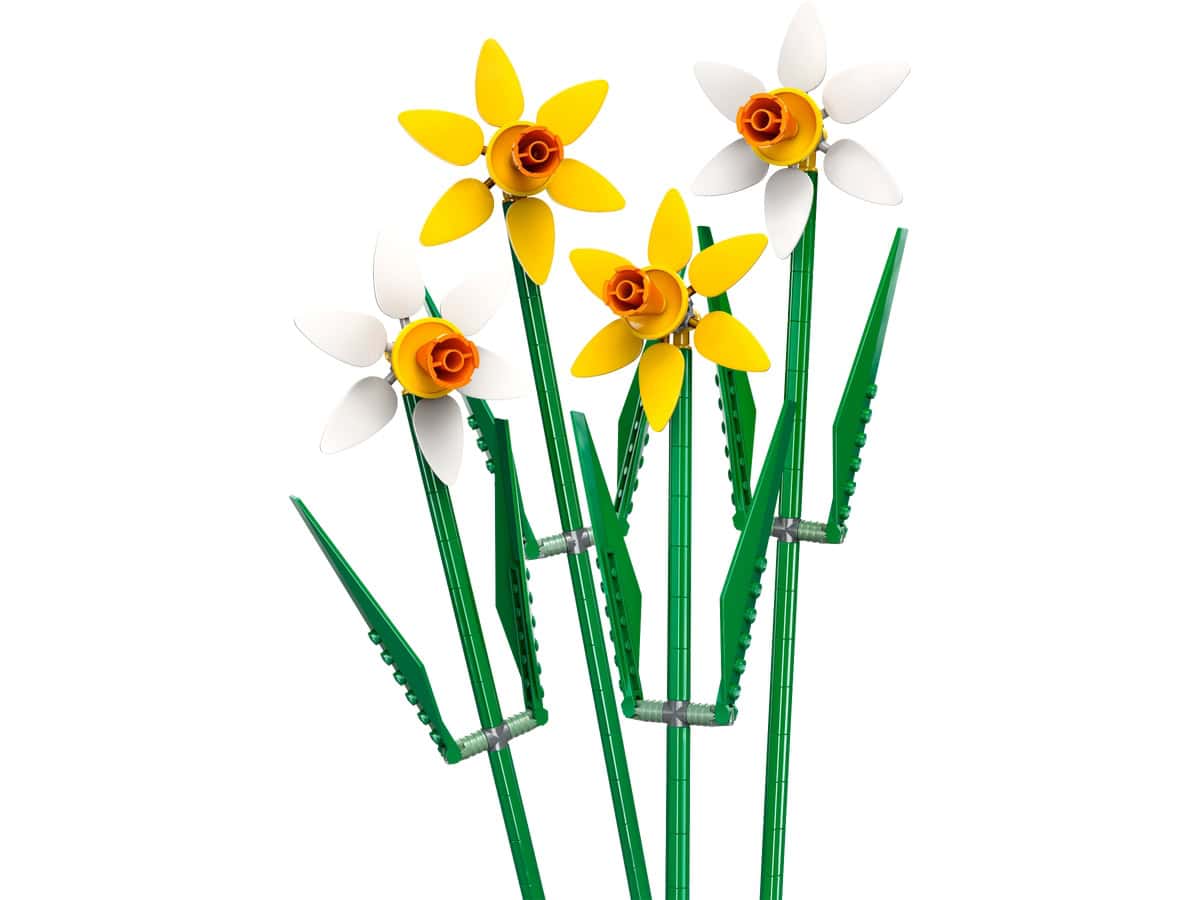 Daffodils 40747