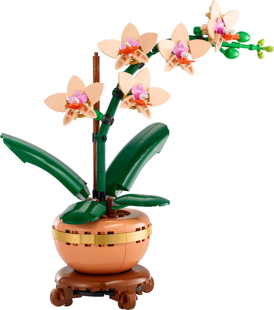 Mini Orchid 10343